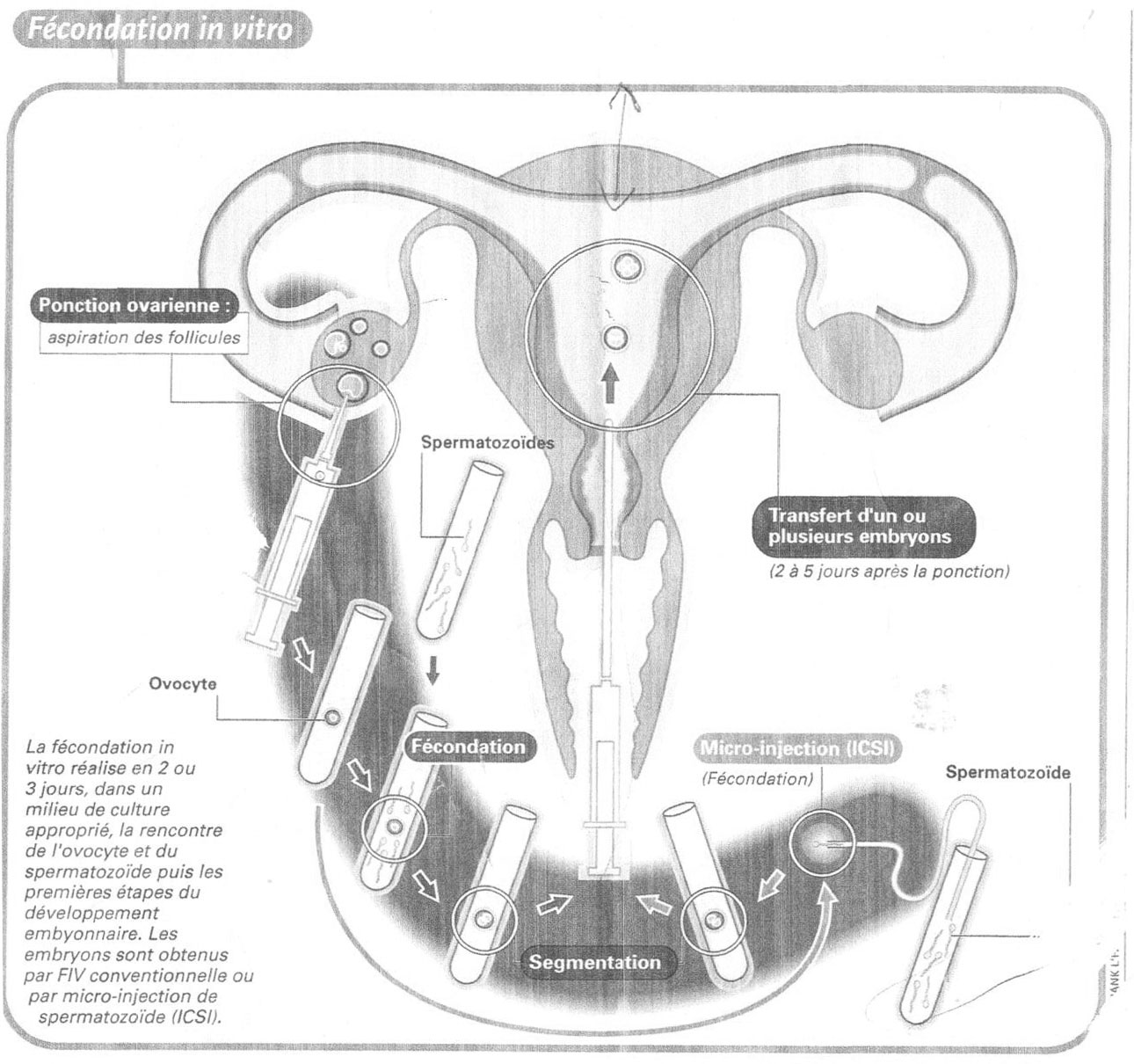 rencontre sperm et ovule